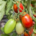 Solanum lycopersicum 'Eiertomate'