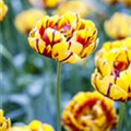 Tulipa 'Golden Nizza'