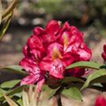 Rhododendron 'Junifeuer'