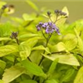 Spiraea japonica 'Sparkling Champagne'