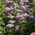 Spiraea japonica