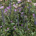 Veronica spicata