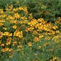 Tagetes tenuifolia 'Gnom'