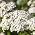 Spiraea nipponica 'Snowmound'