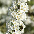 Spiraea x cinerea