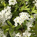 Spiraea x cinerea 'Grefsheim'