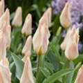 Tulipa greigii 'Für Elise'