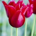 Tulipa greigii 'Red Riding Hood'