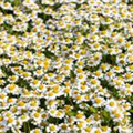 Tanacetum coccineum