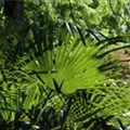 Washingtonia robusta