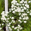 Spiraea x vanhouttei