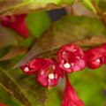 Weigela 'All Summer Red'