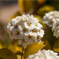 Spiraea x vanhouttei 'Gold Fountain'