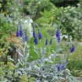 Veronica spicata ssp. incana 'Silberteppich'