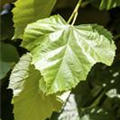 Tilia tomentosa