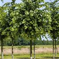 Tilia tomentosa 'Silver Globe'