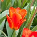 Tulipa kaufmanniana 'Early Harvest'