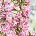 Weigela florida