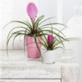 Tillandsia cyanea