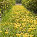 Taraxacum officinale