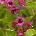 Weigela florida 'Brigela'®