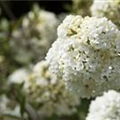 Viburnum 'Eskimo'