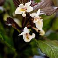 Weigela florida 'Ebony & Ivory'®