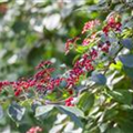 Viburnum lantana