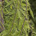 Taxodium distichum 'Cascade Falls'®