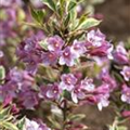 Weigela florida 'Magical Rainbow'®