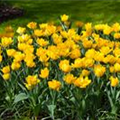 Tulipa 'Monte Carlo'