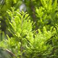 Taxodium distichum 'Peve Minaret'