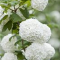 Viburnum opulus 'Roseum'