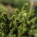 Taxus baccata 'Amersfoort'