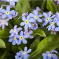 Myosotis sylvatica