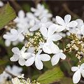 Viburnum plicatum 'Watanabe'