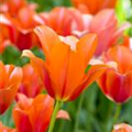 Tulipa 'Orange van Eijk'