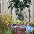 Viburnum tinus