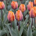 Tulipa 'Prinses Irene'