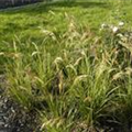 Stipa calamagrostis 'Algäu'