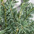 Taxus baccata 'Fips'