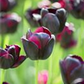 Tulipa 'Queen of Night'