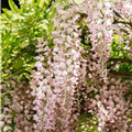 Wisteria floribunda 'Shiro Beni'