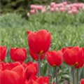 Tulipa 'Red Flair'