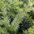 Taxus baccata 'Ivory Tower'