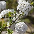 Viburnum x burkwoodii 'Anne Russell'