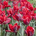 Tulipa 'Rococo'