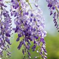 Wisteria sinensis