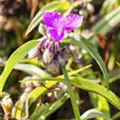 Tradescantia andersoniana