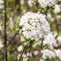 Viburnum x burkwoodii 'Mohawk'